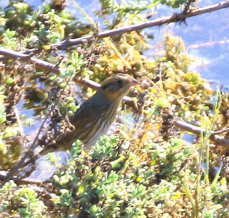 Nelson's Sparrow - ML644764348