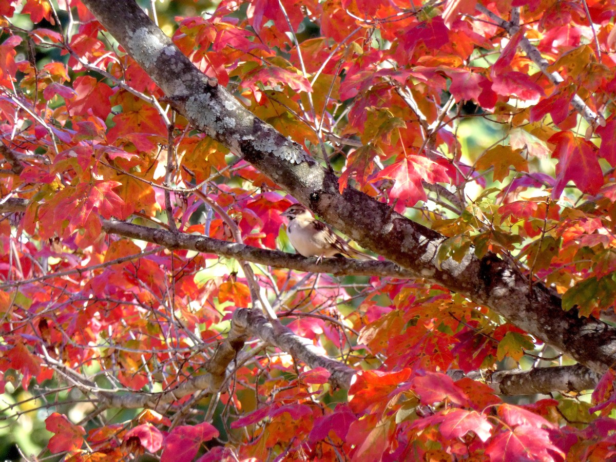 Lark Sparrow - ML644764349