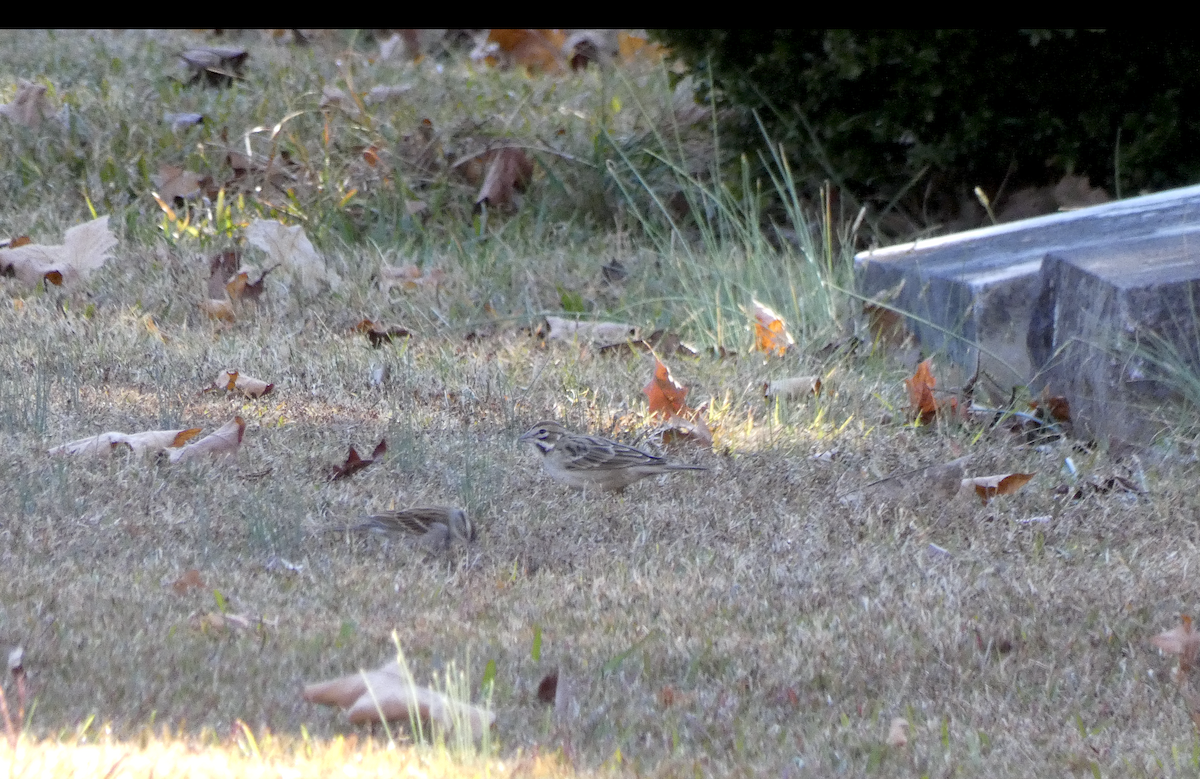 Lark Sparrow - ML644764350