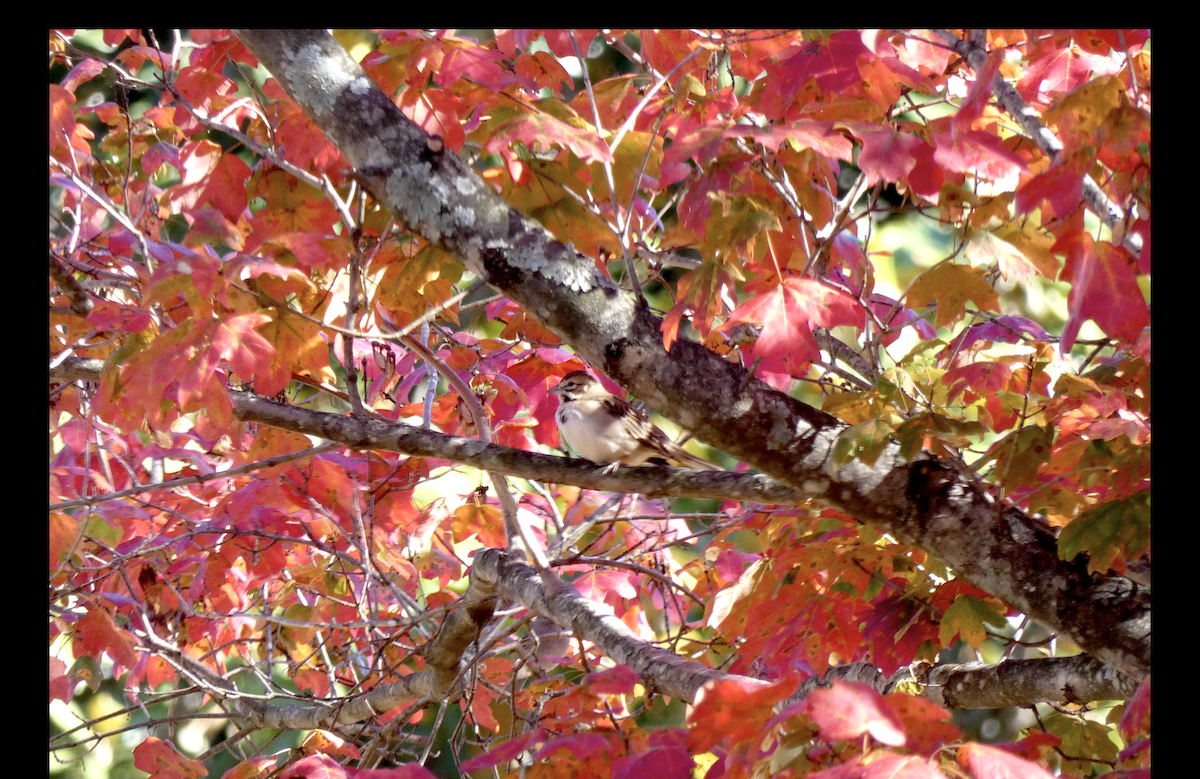 Lark Sparrow - ML644764351