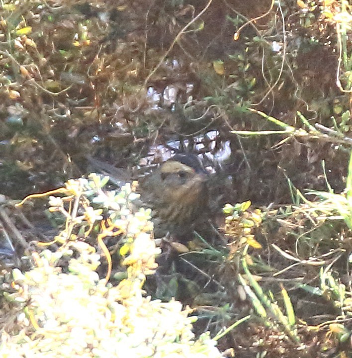 Nelson's Sparrow - ML644764352