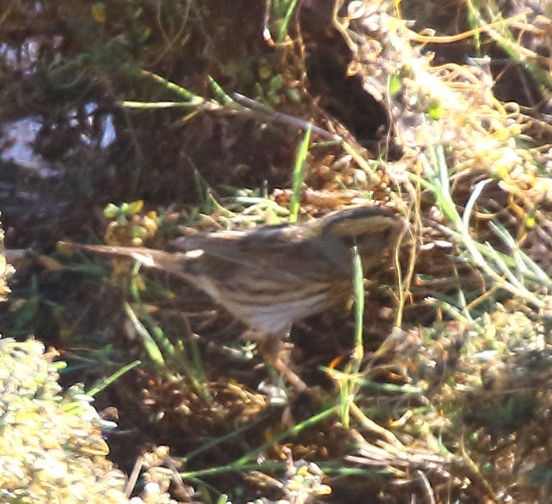 Nelson's Sparrow - ML644764359