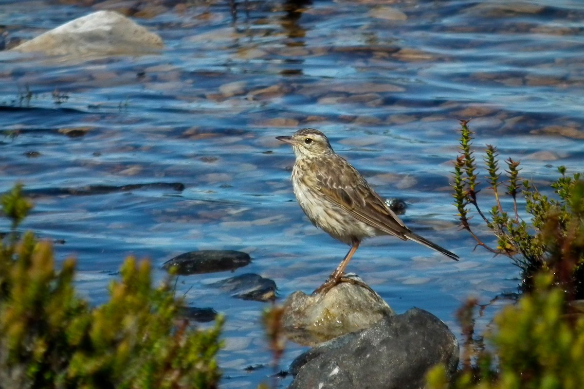 Australian Pipit - ML644764361