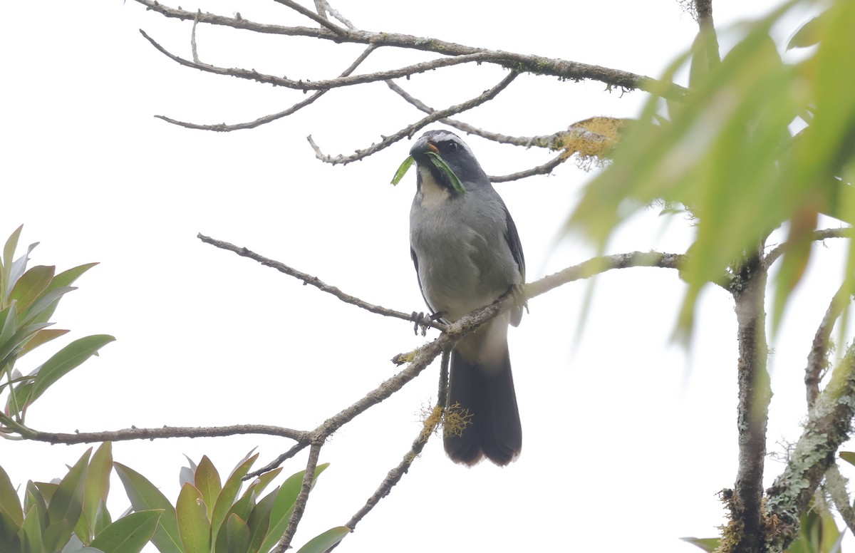 ハシブトイカル - ML644764363