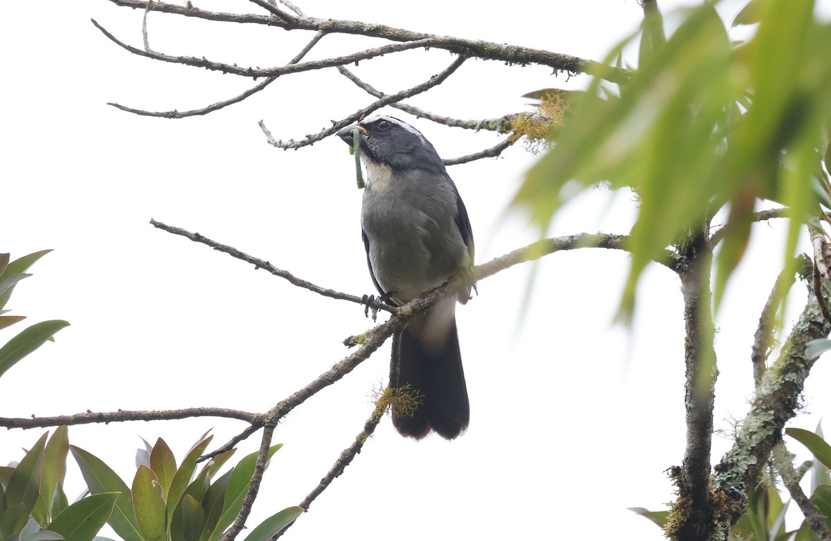 ハシブトイカル - ML644764364