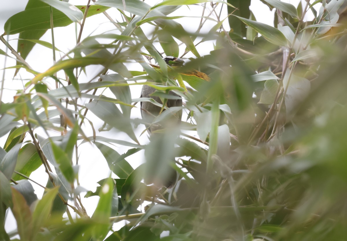 ハシブトイカル - ML644764365