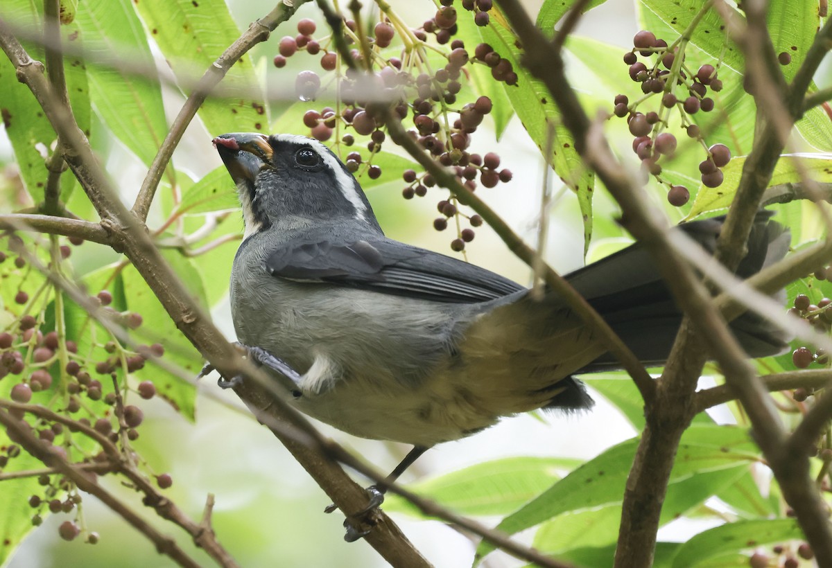 ハシブトイカル - ML644764366