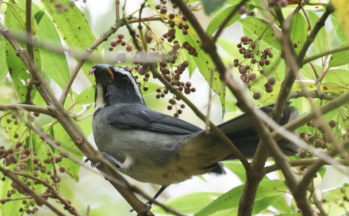 ハシブトイカル - ML644764367