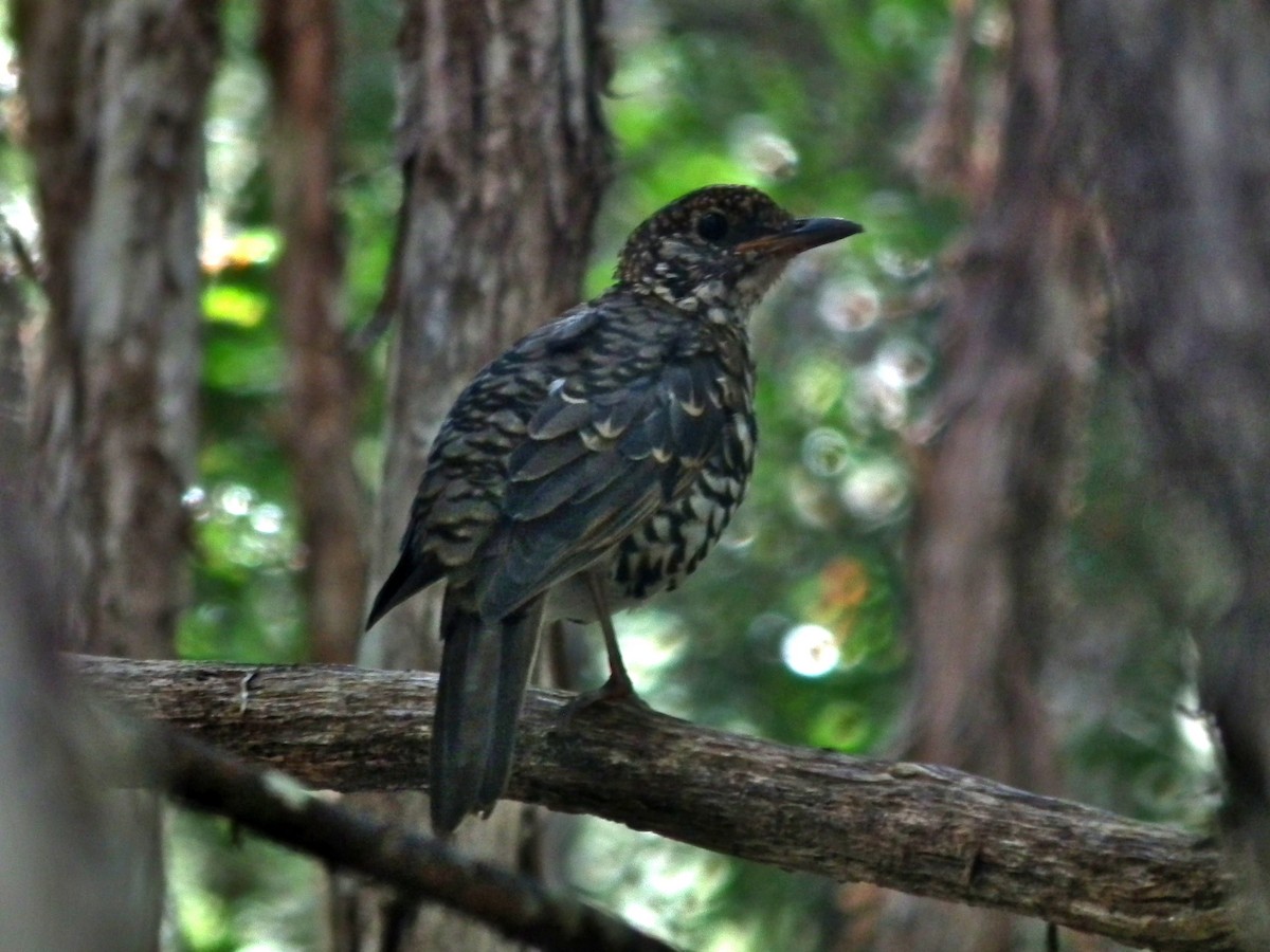 Bassian Thrush - ML644764370