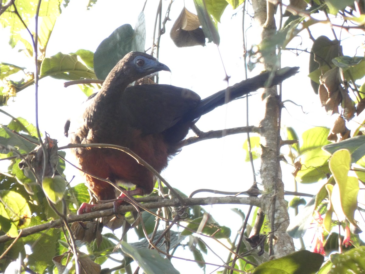 Sickle-winged Guan - ML644764373