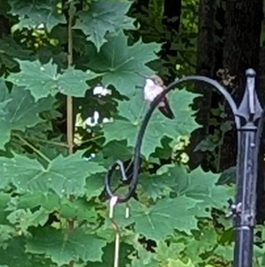 Ruby-throated Hummingbird - ML644764374