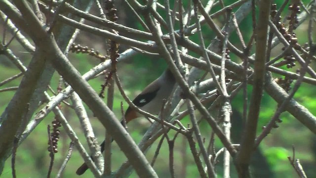 Gray Treepie - ML644764378