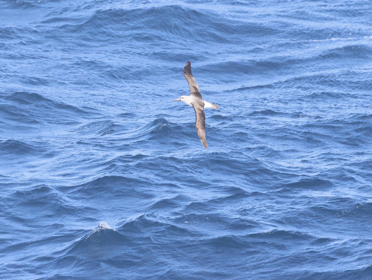 albatros pestrozobý - ML644764387