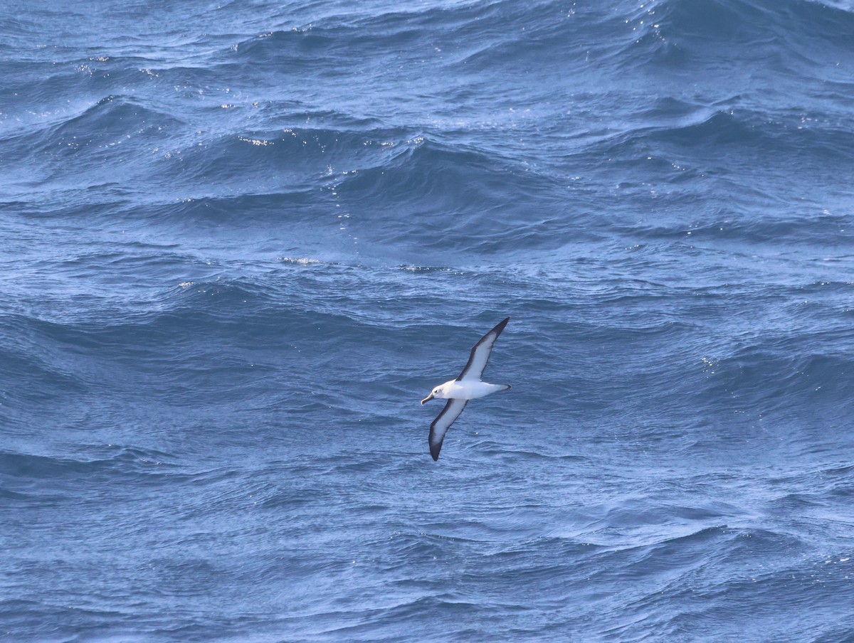 albatros pestrozobý - ML644764388