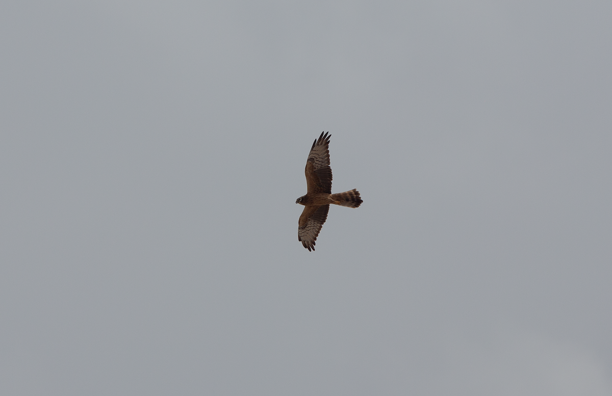 Курганник - ML644764415