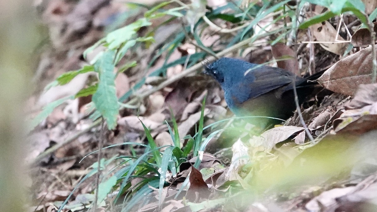 Сизый щетинколоб - ML644764422