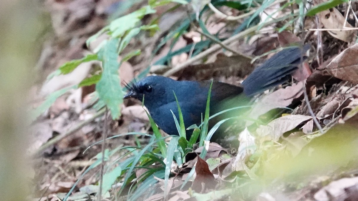 Сизый щетинколоб - ML644764423