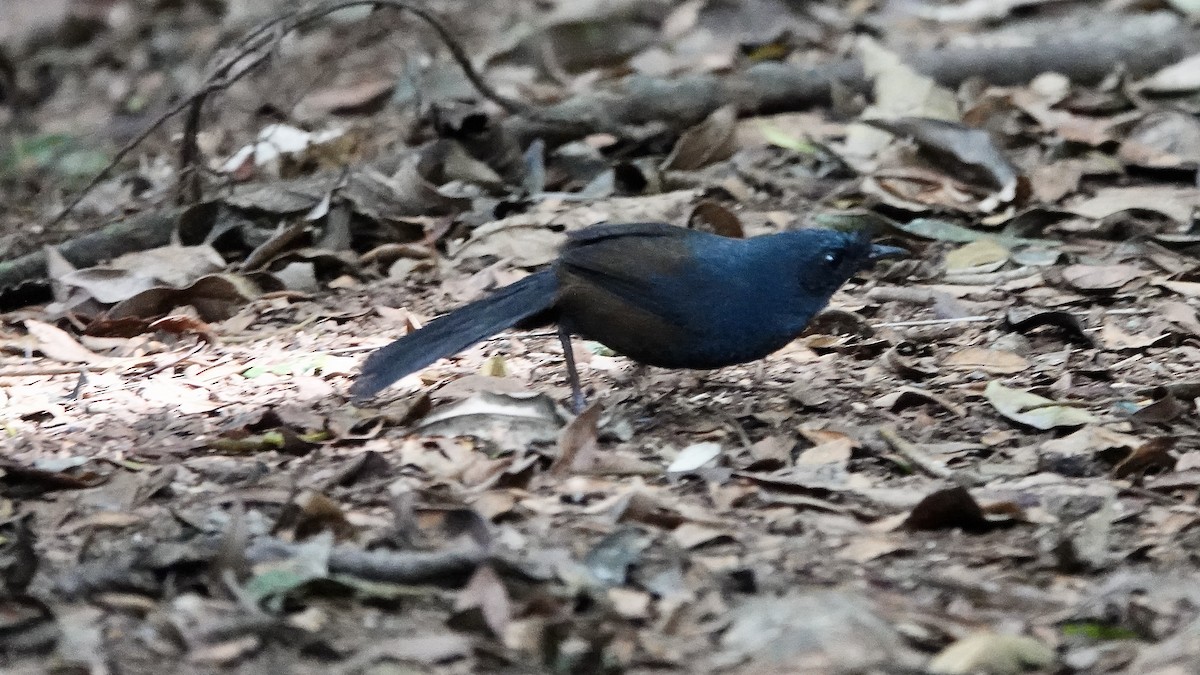 Сизый щетинколоб - ML644764424