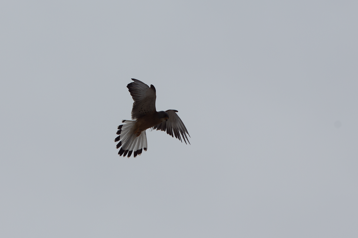 Rötelfalke - ML644764426