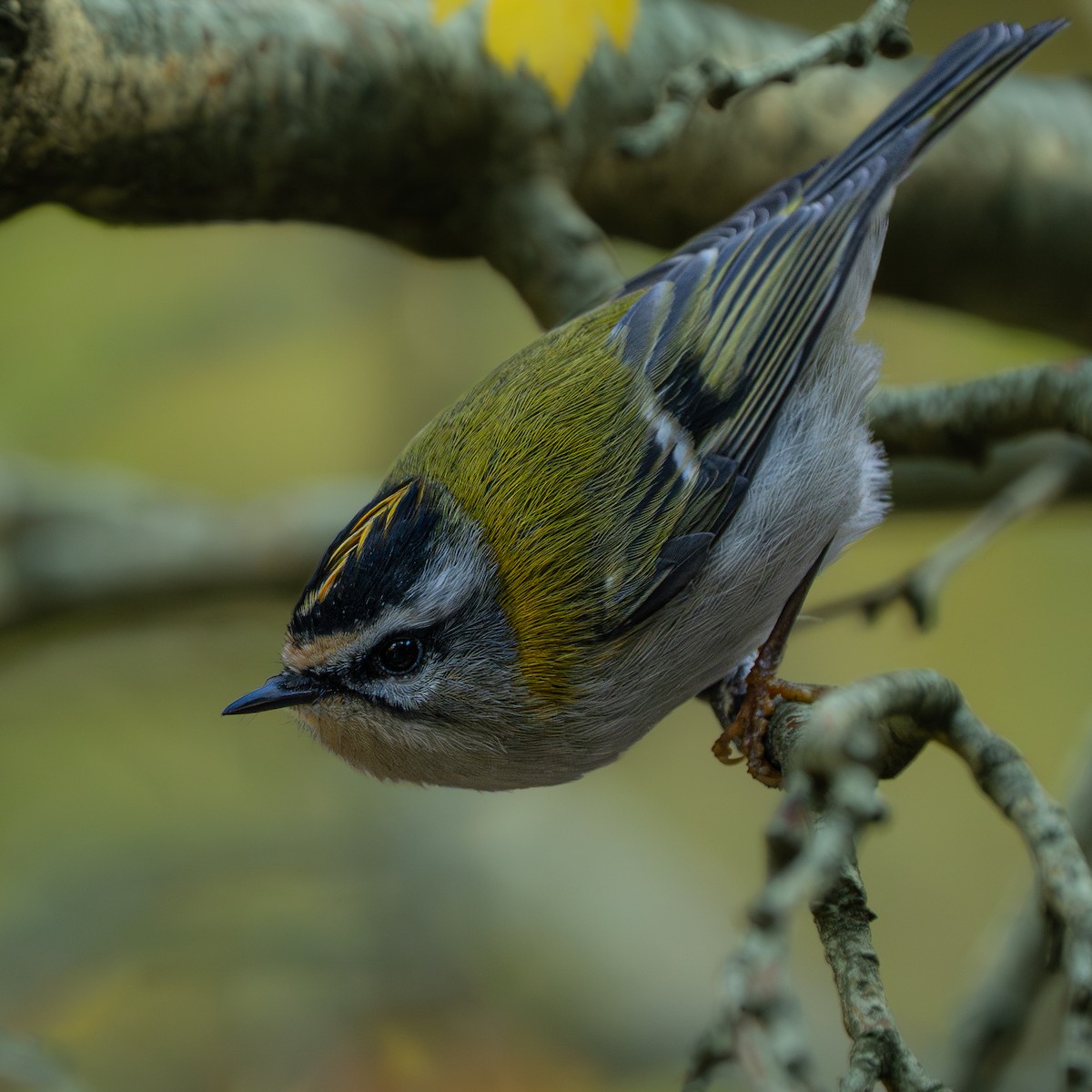 Common Firecrest - ML644764437