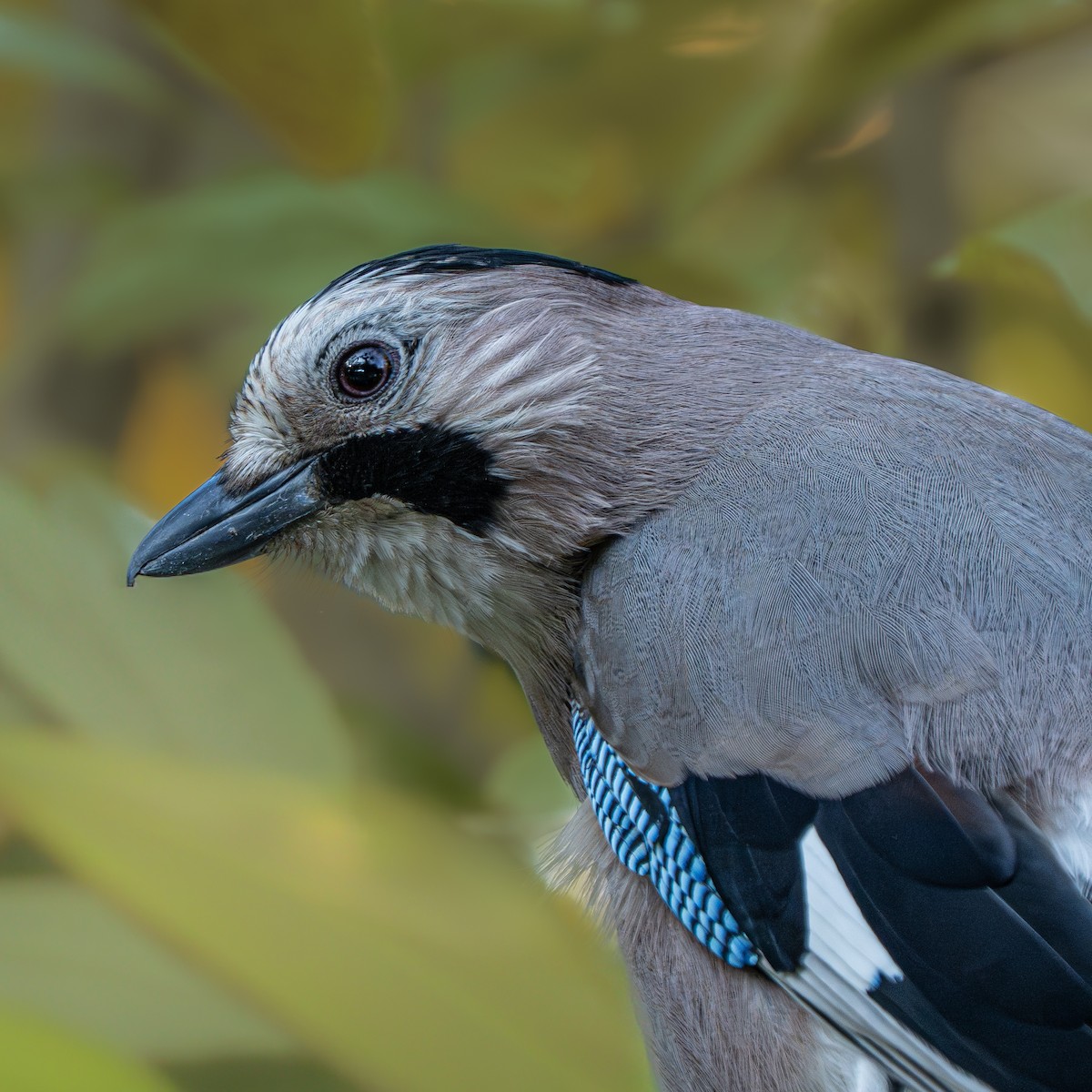 Ghiandaia - ML644764441