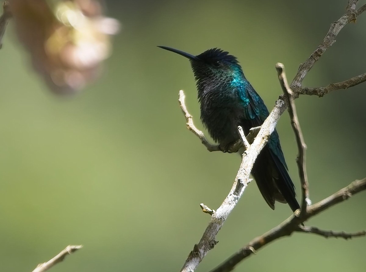 Violet-capped Woodnymph - ML644764445