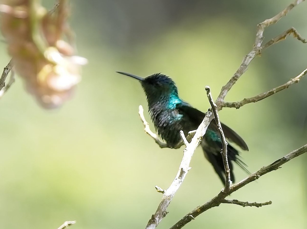 Violet-capped Woodnymph - ML644764446