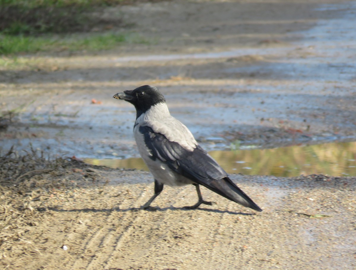 Leş Kargası - ML644764455