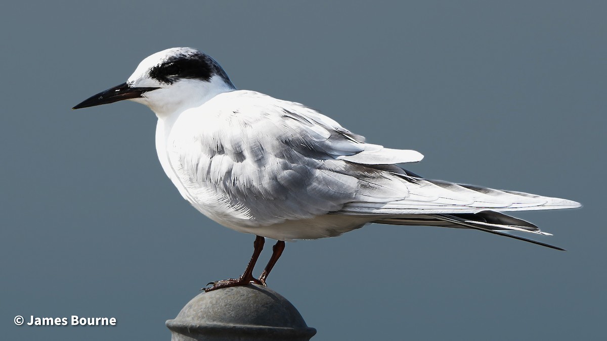 Forster's Tern - ML644764468