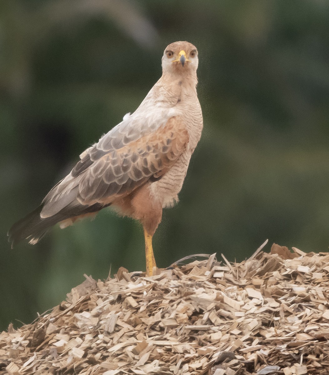 Otlak Şahini - ML644764473