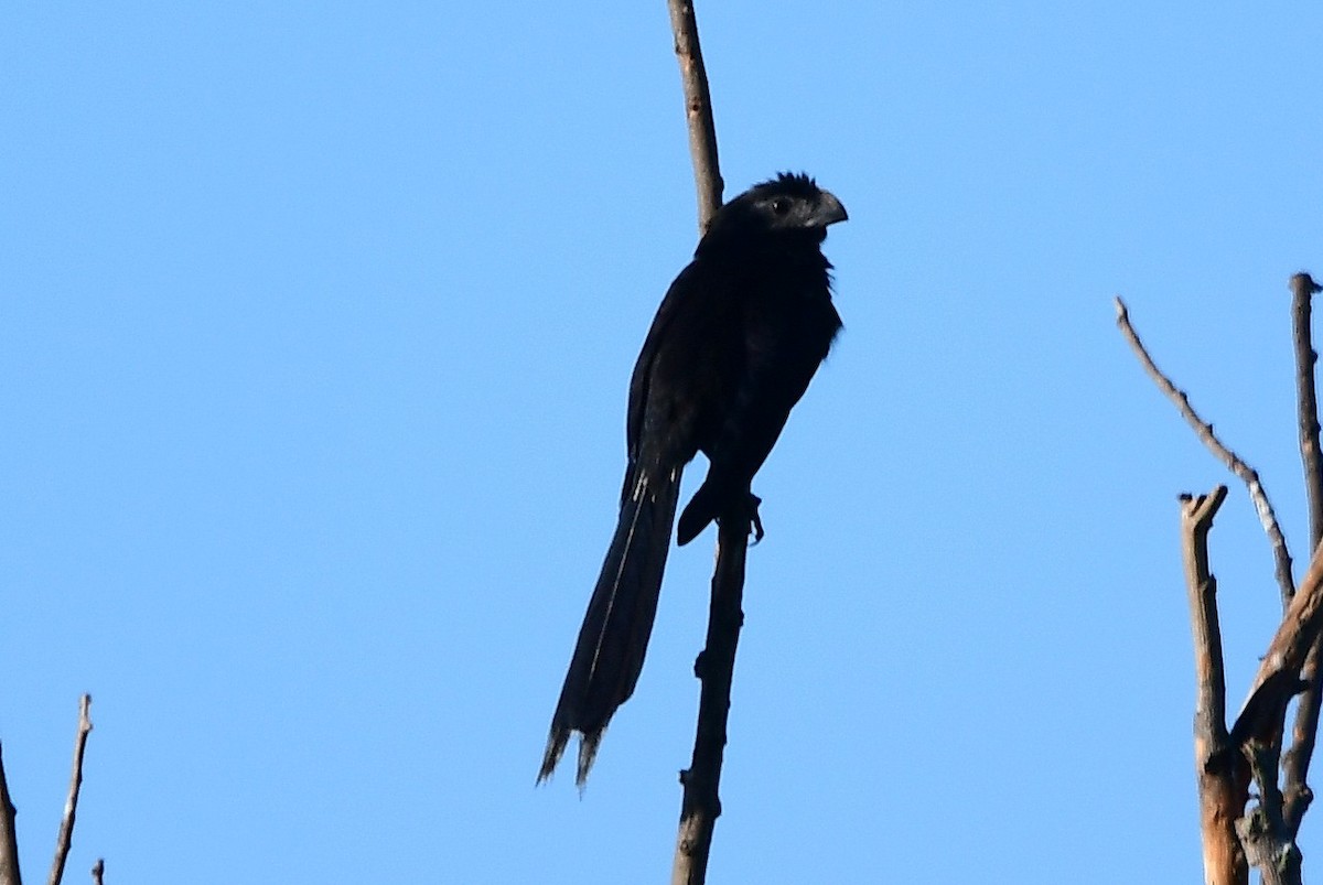 ミゾハシカッコウ - ML644764481