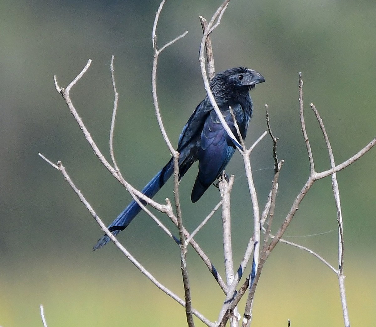 ミゾハシカッコウ - ML644764482