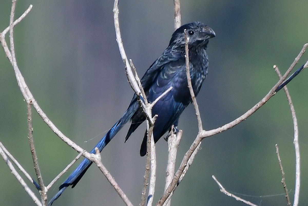 ミゾハシカッコウ - ML644764483