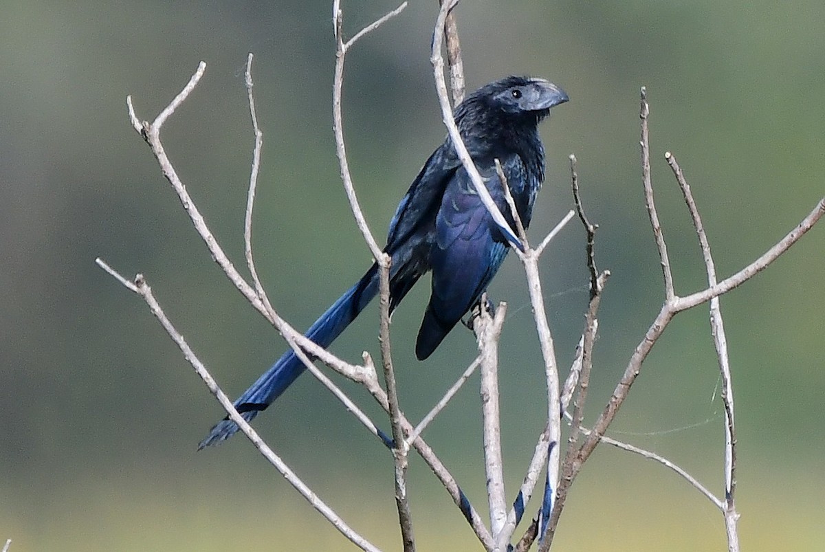 ミゾハシカッコウ - ML644764484