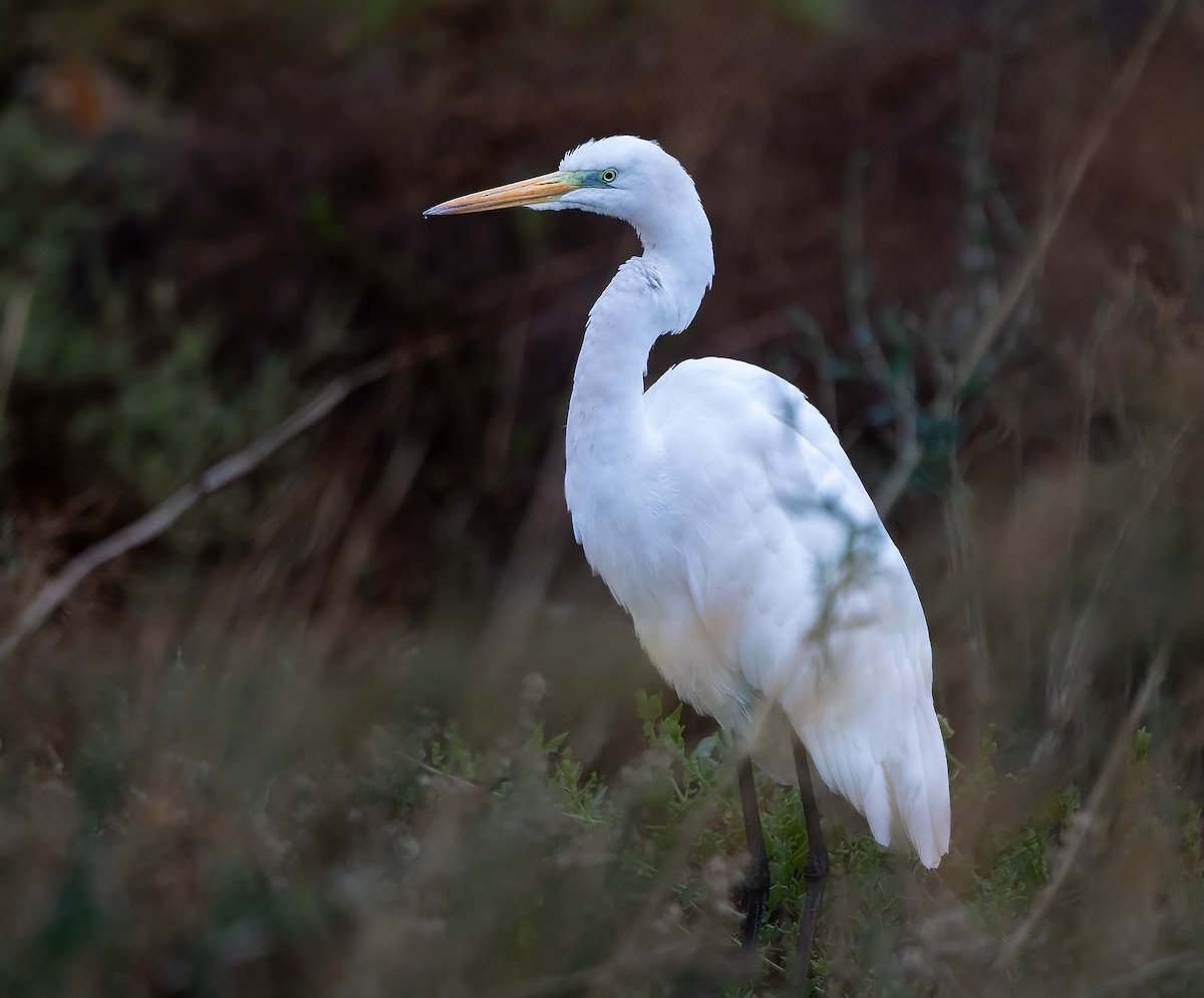 Great Egret - ML644764486