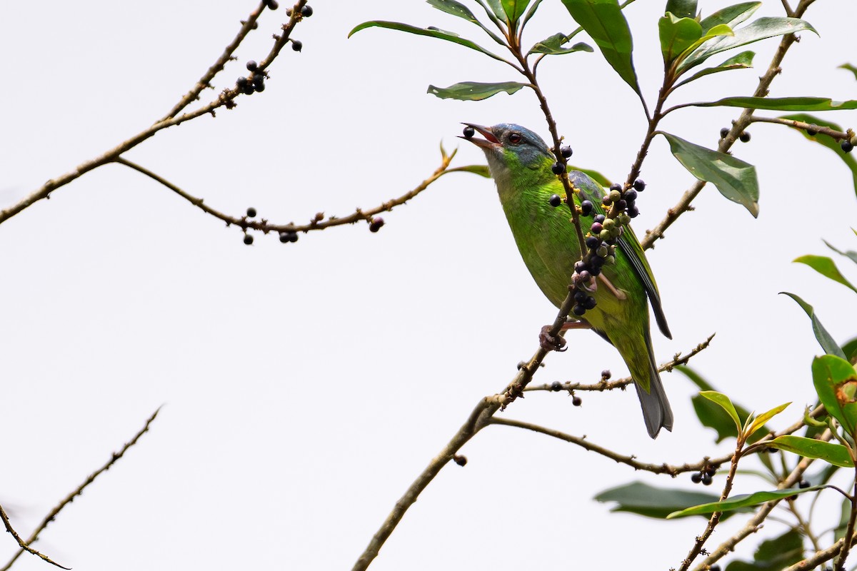 Blue Dacnis - ML644764488