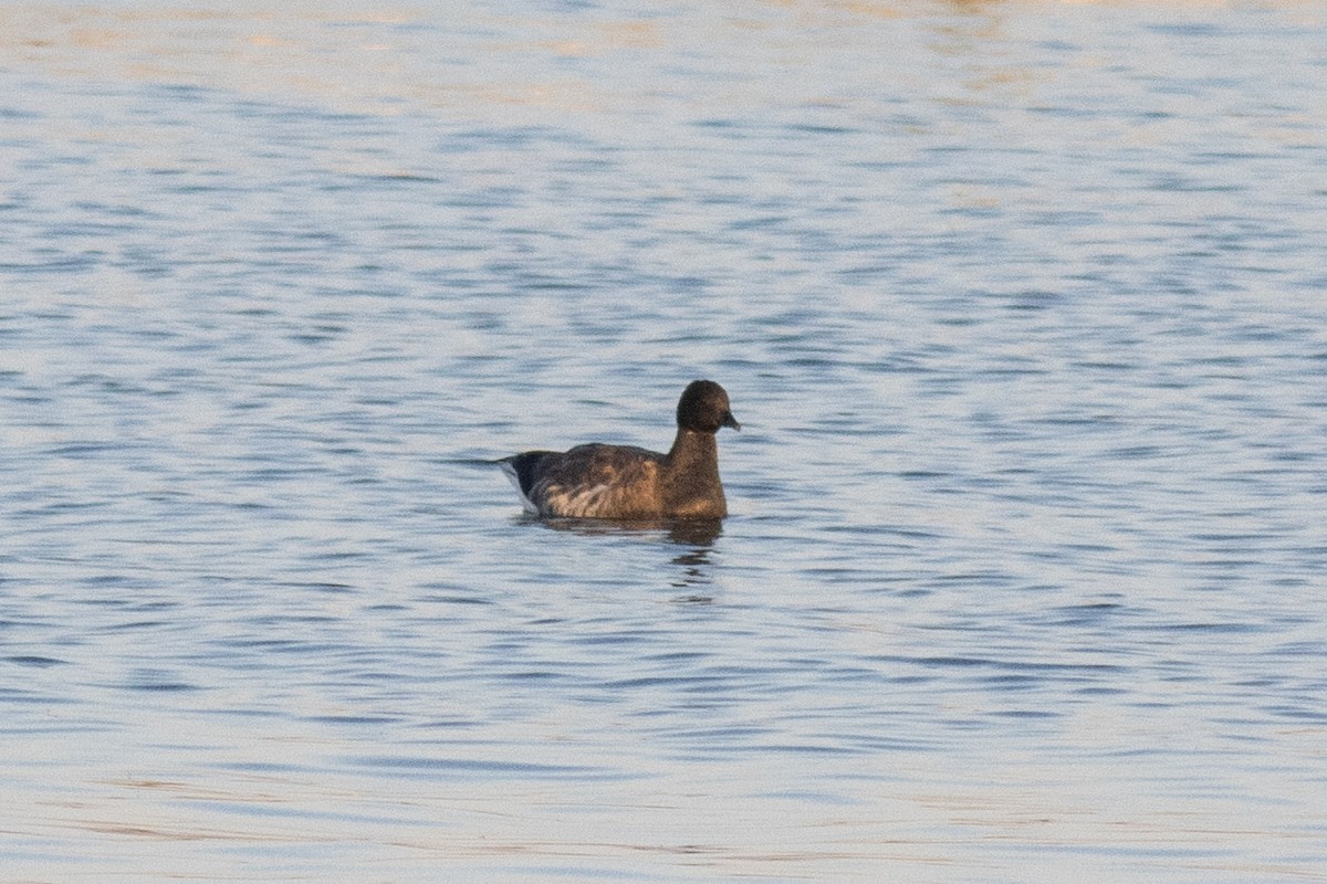 Brant - ML644764495