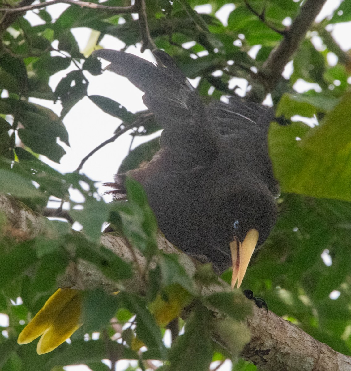 Crested Oropendola - ML644764499