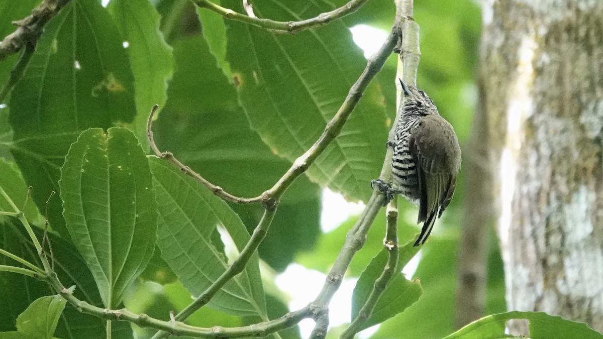 シロスジヒメキツツキ - ML644764503