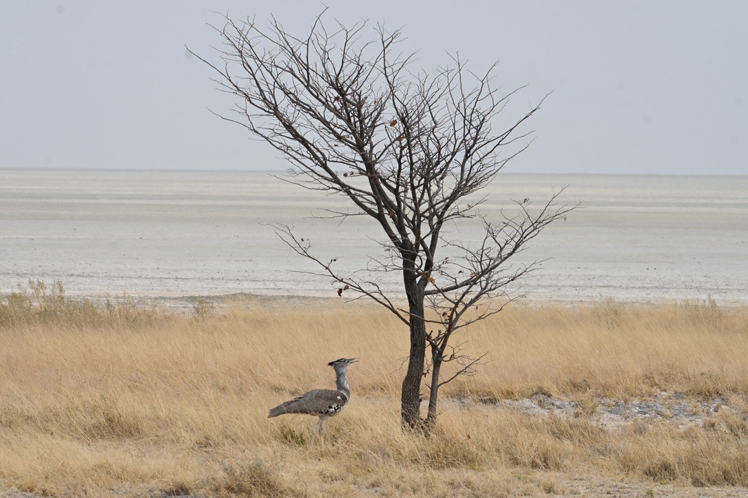 Kori Bustard - ML644764510