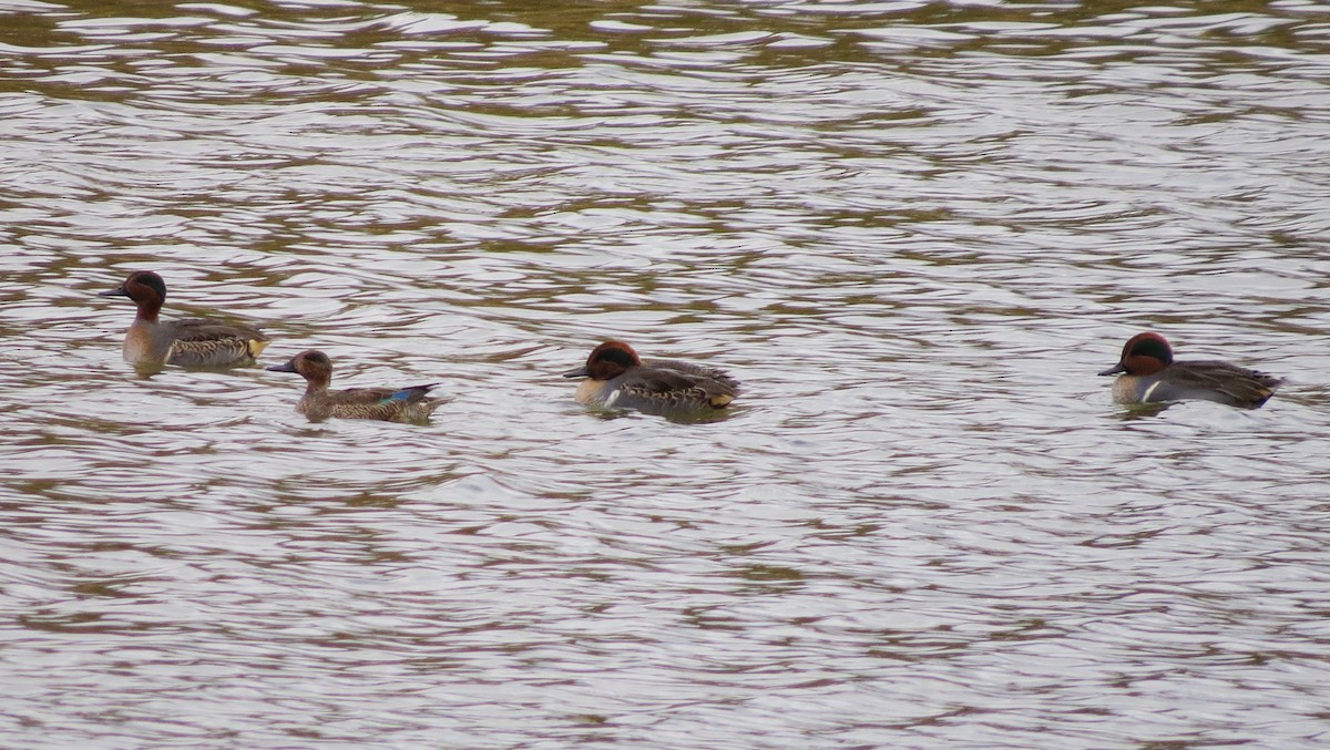 Green-winged Teal - ML644764511