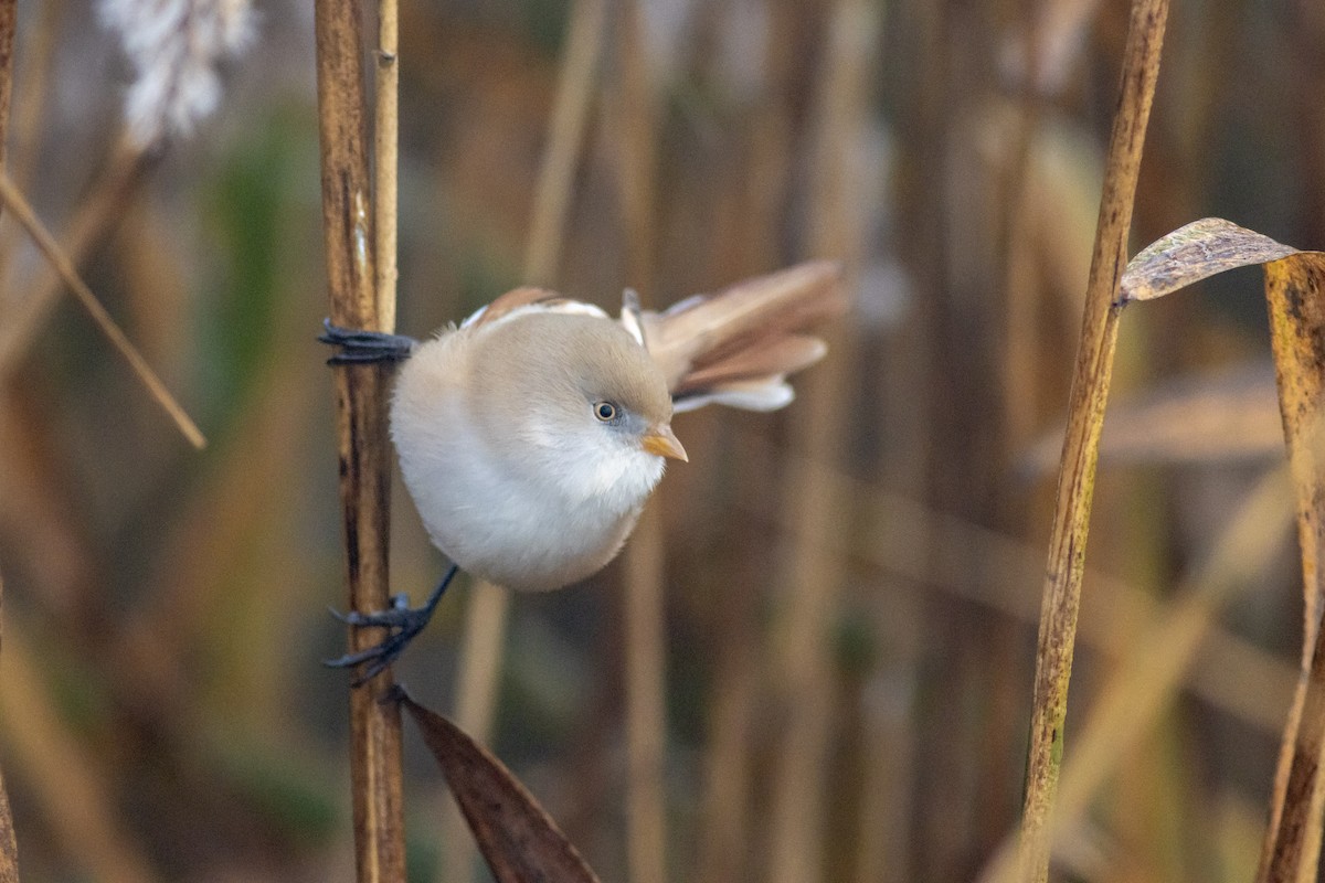 Bearded Reedling - ML644764540