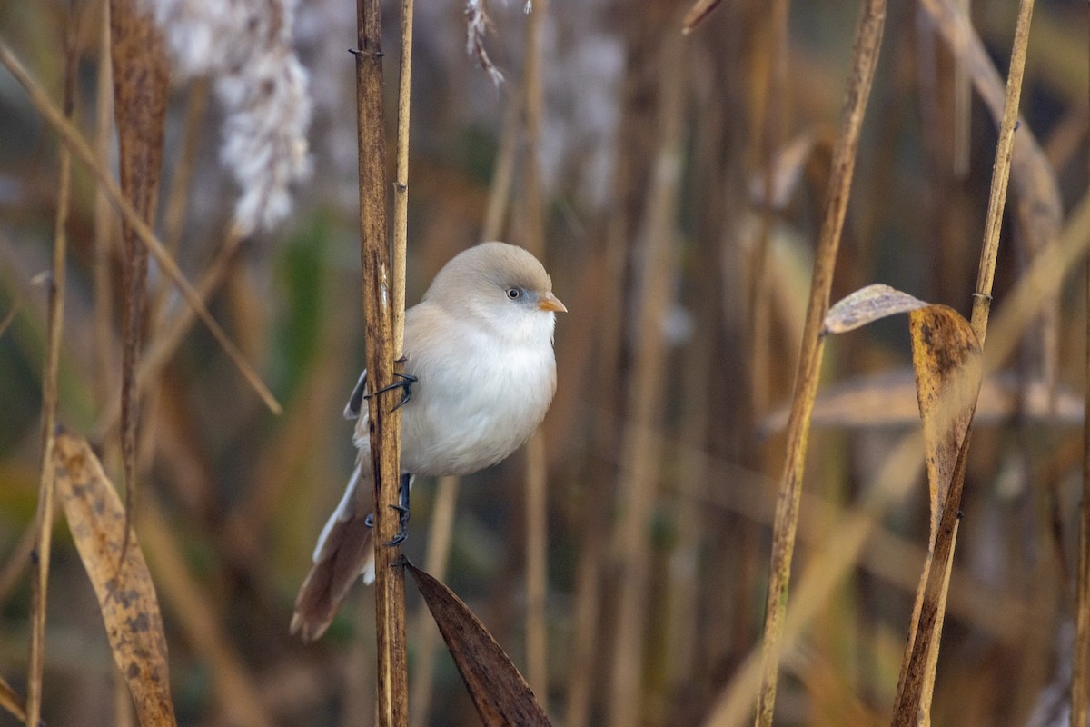 Bearded Reedling - ML644764541