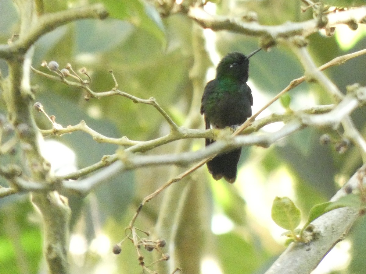 Колібрі-німфа турмаліновий - ML644764553