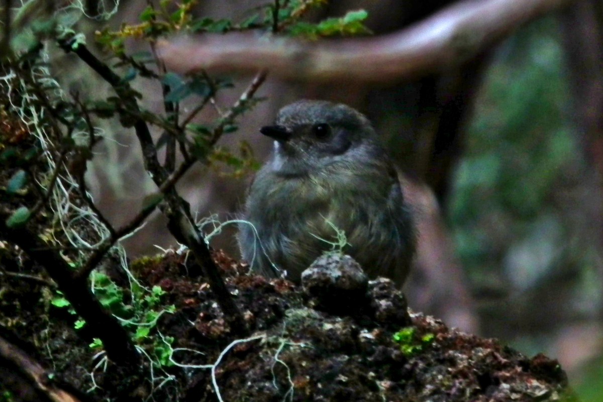 tasmankrattsmett - ML644764557