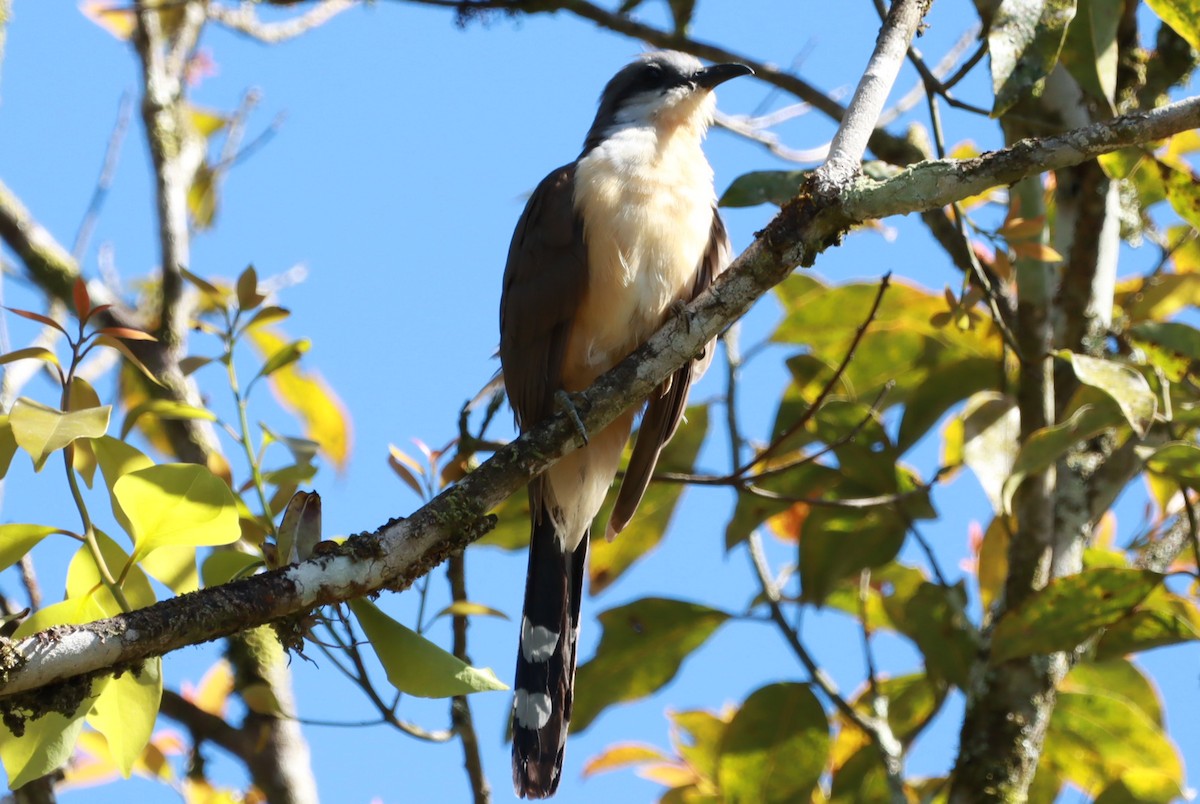 Dark-billed Cuckoo - ML644764560