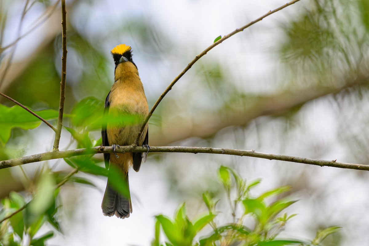 Black-goggled Tanager - ML644764576
