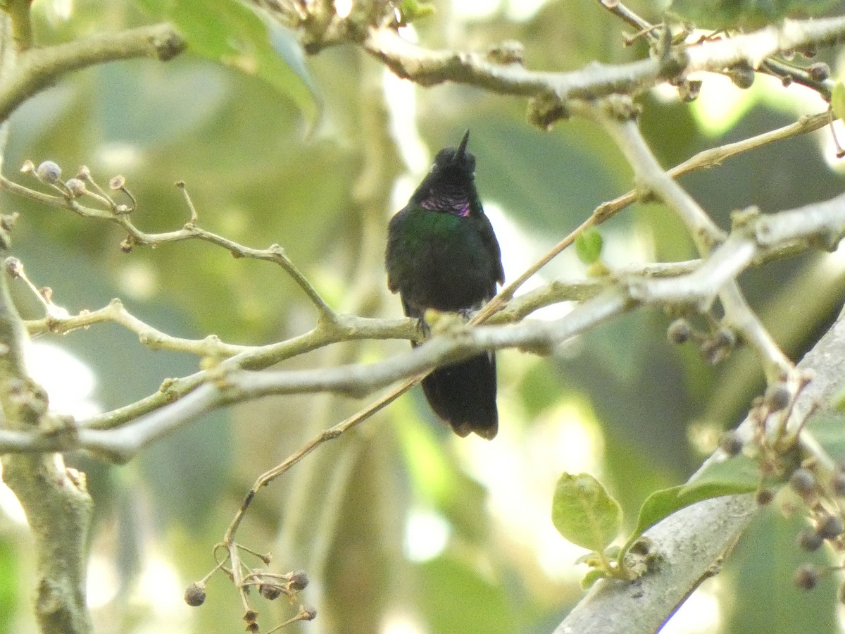 Колібрі-німфа турмаліновий - ML644764580