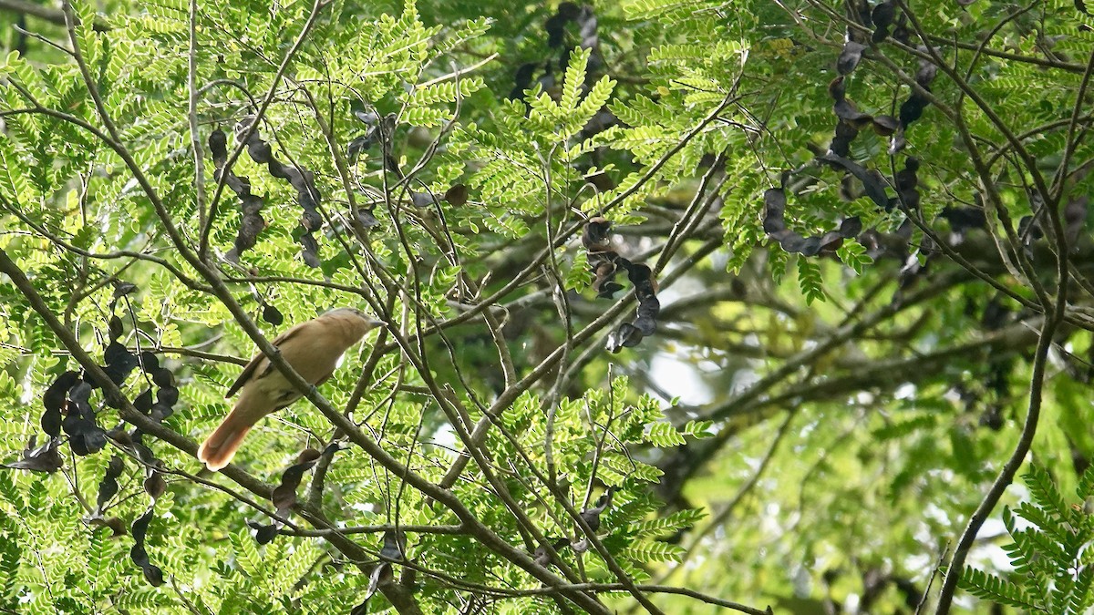 Chestnut-crowned Becard - ML644764581