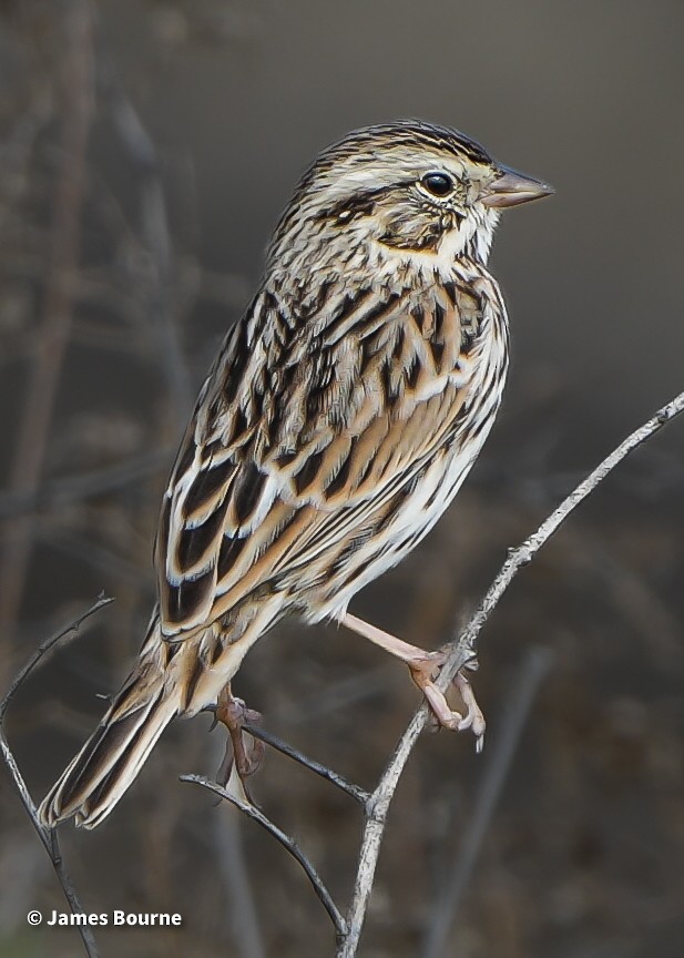 Chingolo Sabanero - ML644764590